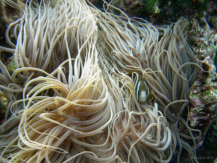 56- L'anemone de mer protege son poisson-clown - Recifs Kouare.JPG